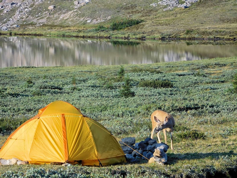 A deer is interested in the neighbors‘ tent